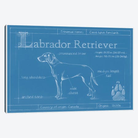 Blueprint Of A Labrador Retriever Canvas Print #EHA26} by Ethan Harper Canvas Artwork