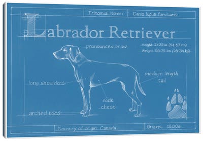 Blueprint Of A Labrador Retriever Canvas Art Print - Blueprints & Patent Sketches