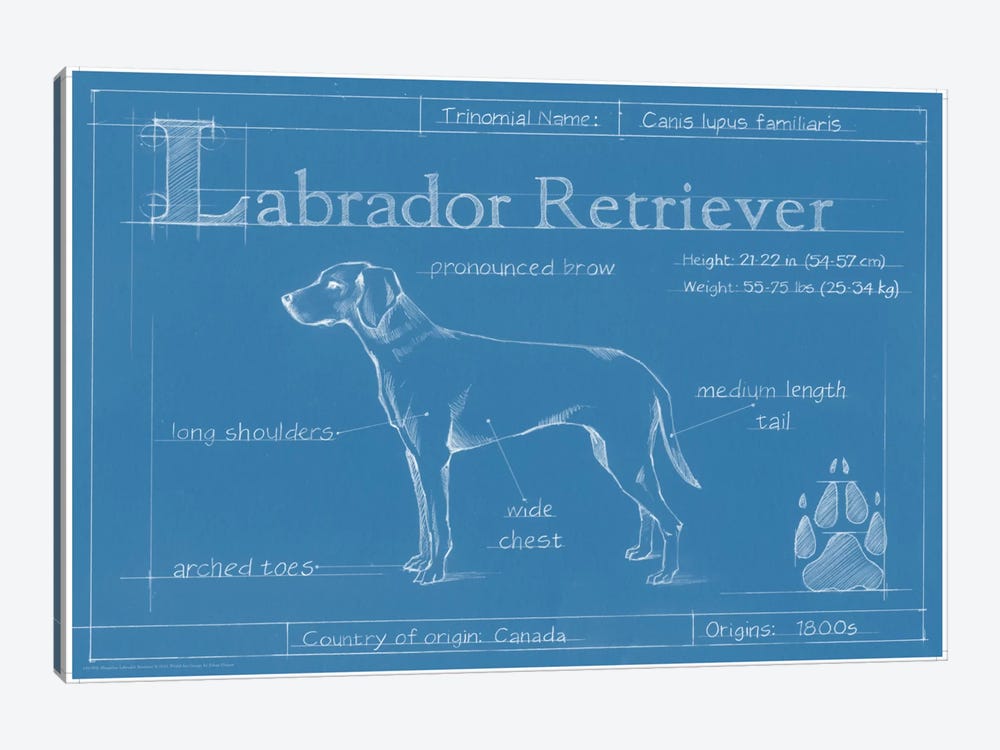 Blueprint Of A Labrador Retriever by Ethan Harper 1-piece Canvas Artwork