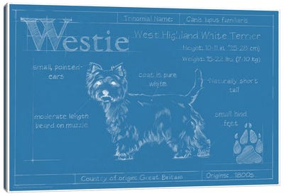 Blueprint Of A Westie Canvas Art Print - West Highland White Terrier Art
