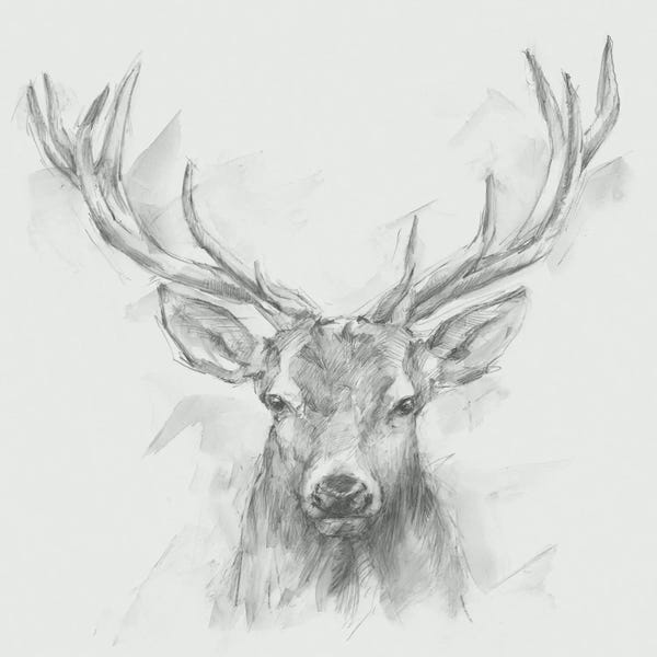 Illustrations: Contemporary Elk Sketch I by Ethan Harper