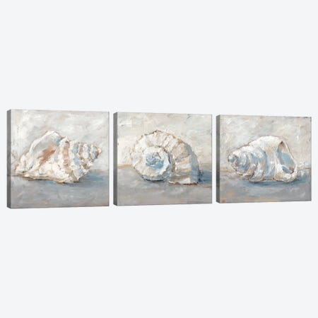 Blue Shell Study Triptych Canvas Print Set #EHA3HSET004} by Ethan Harper Canvas Art Print