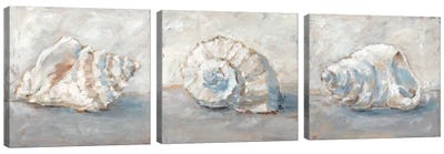 Blue Shell Study Triptych Canvas Art Print - Coastal Living Room Art