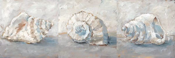 Sea Shells
