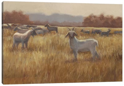 Grazing Goats I Canvas Art Print - Goat Art