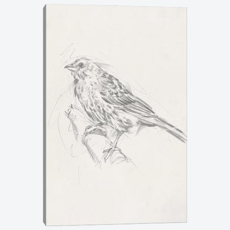 Avian Study  III Canvas Print #EHA463} by Ethan Harper Canvas Artwork