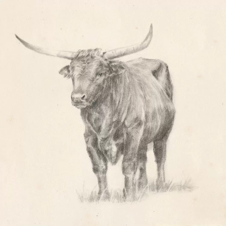 Longhorn Steer Sketch I