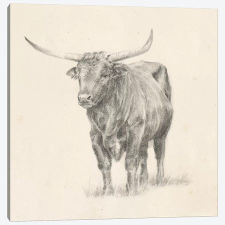Longhorn Steer Sketch I Canvas Print #EHA494} by Ethan Harper Canvas Art