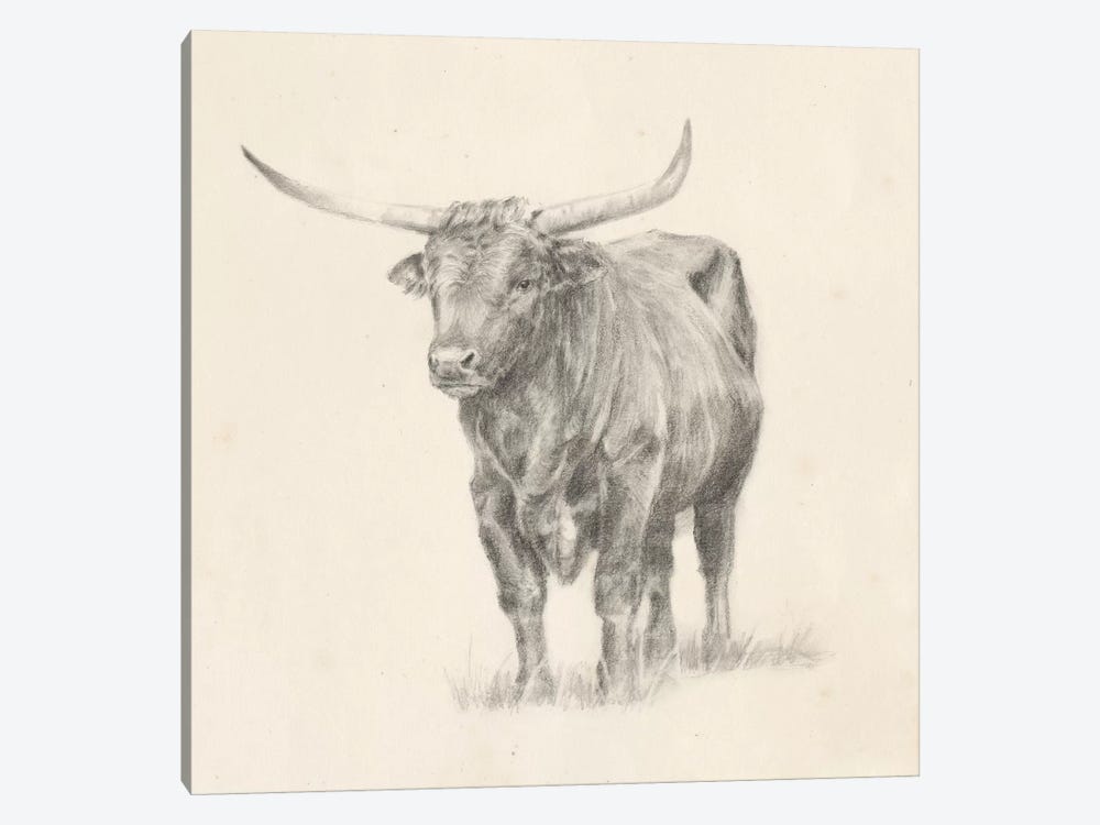 Longhorn Steer Sketch I by Ethan Harper 1-piece Canvas Art Print