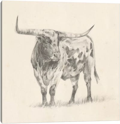 Longhorn Steer Sketch II Canvas Art Print - American Décor