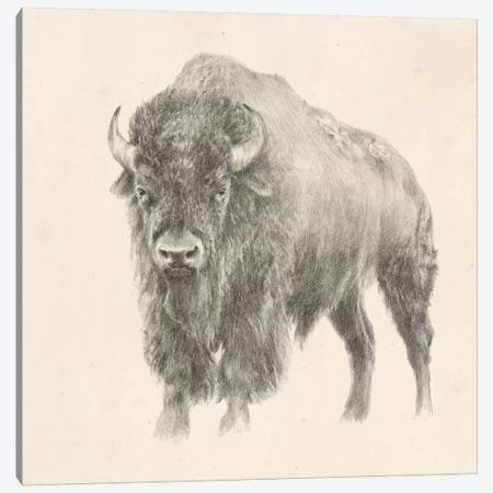 Western Bison Study Canvas Print #EHA520} by Ethan Harper Canvas Print