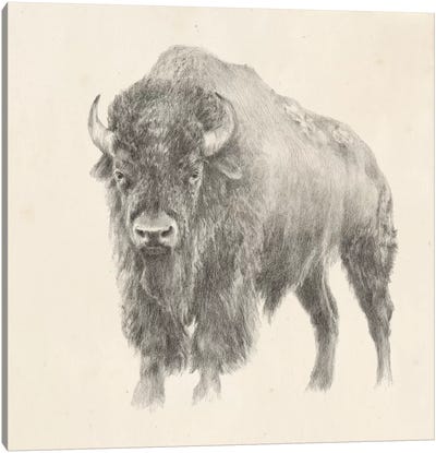 Western Bison Study Canvas Art Print - Animal Illustrations