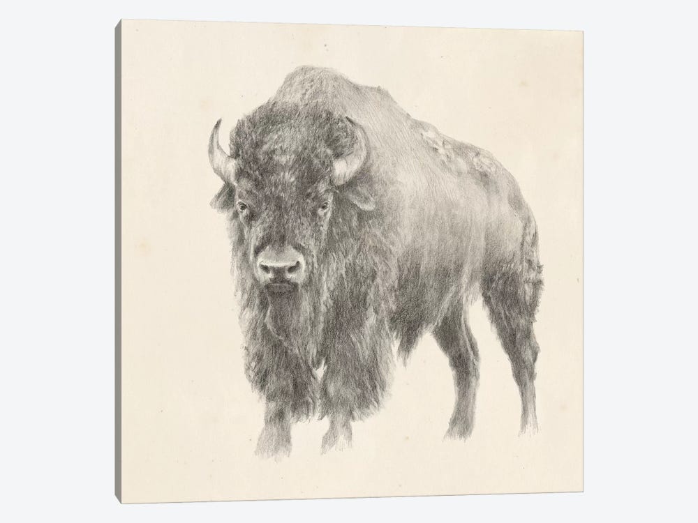 Western Bison Study by Ethan Harper 1-piece Art Print