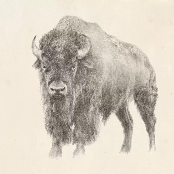 Bison & Buffaloes: Western Bison Study by Ethan Harper