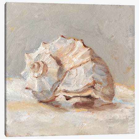 Impressionist Shell Study II Canvas Print #EHA575} by Ethan Harper Canvas Art Print