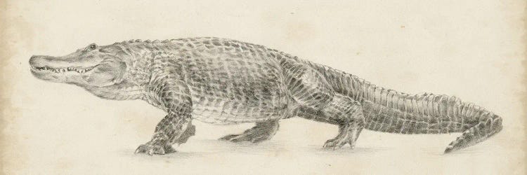 Alligator Sketch