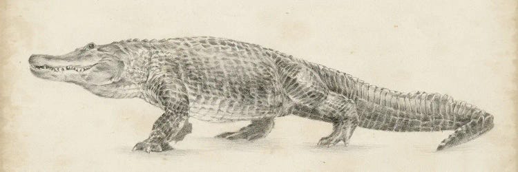 Alligator Sketch by Ethan Harper wall art