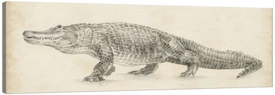 Alligator Sketch Canvas Art Print - Reptile & Amphibian Art