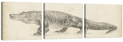 Alligator Sketch Canvas Art Print - Panoramic & Horizontal Wall Art