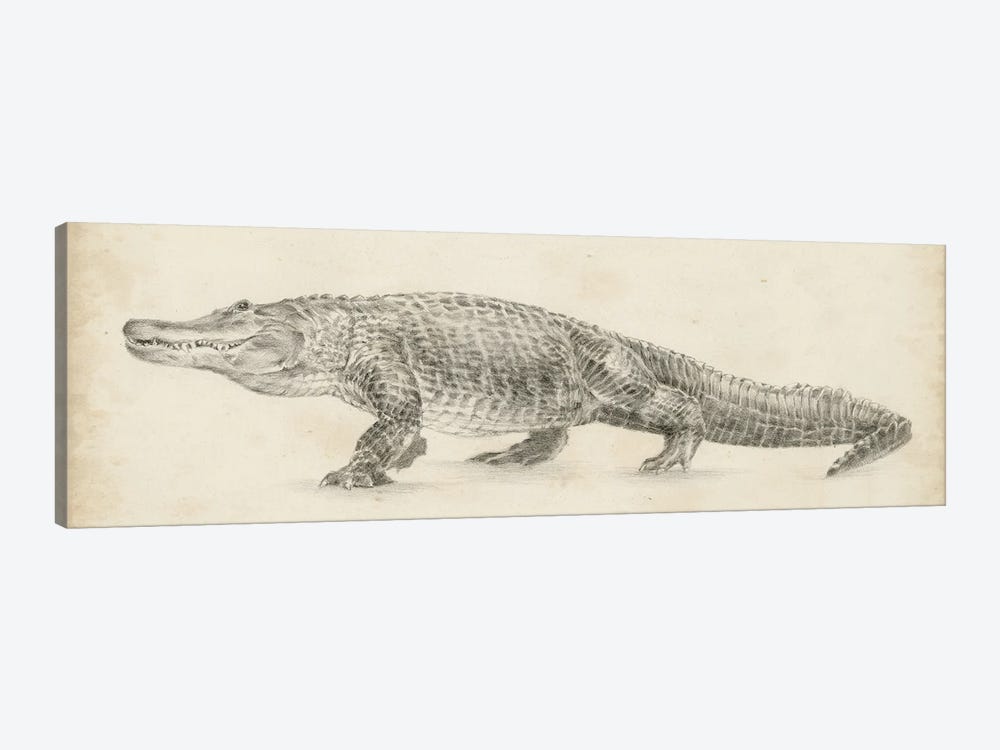 Alligator Sketch by Ethan Harper 1-piece Canvas Wall Art