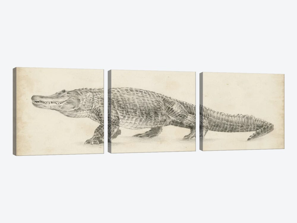 Alligator Sketch by Ethan Harper 3-piece Canvas Wall Art