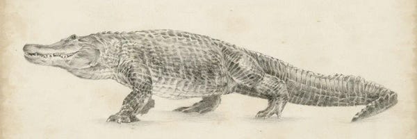 Wall Art: Alligator Sketch by Ethan Harper