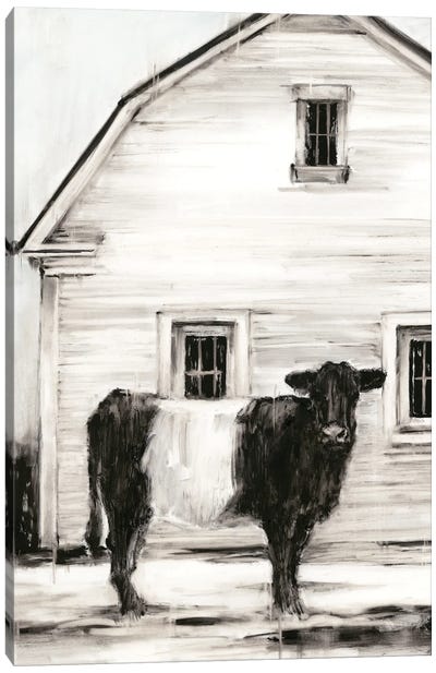 Belted Galloway I Canvas Art Print - Farm Animal Art