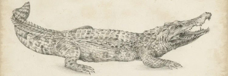 Crocodile Sketch