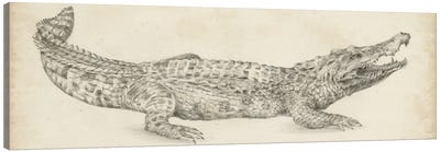 Crocodile Sketch Canvas Art Print - Reptile & Amphibian Art