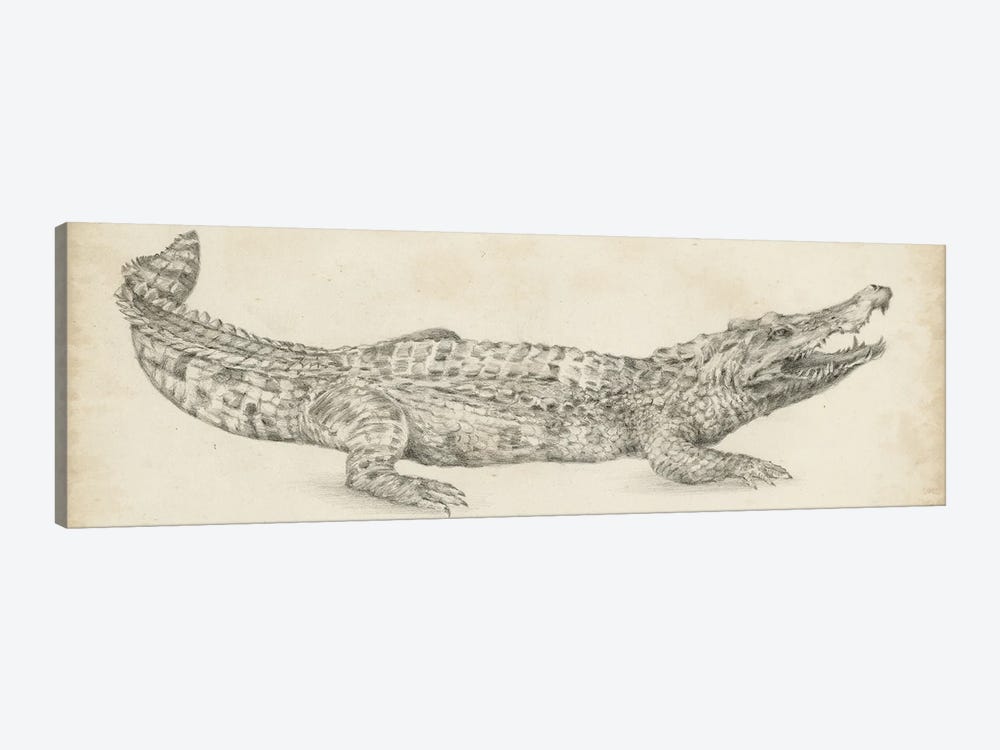 Crocodile Sketch by Ethan Harper 1-piece Canvas Wall Art