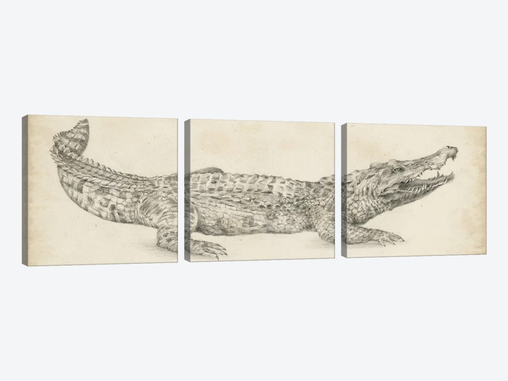 Crocodile Sketch by Ethan Harper 3-piece Canvas Wall Art
