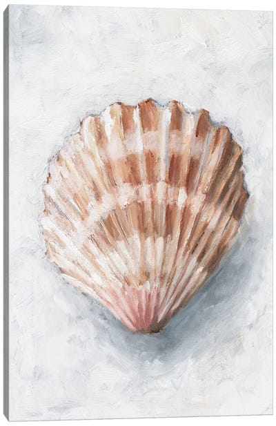 White Shell Study IV Canvas Art Print - Sea Shell Art