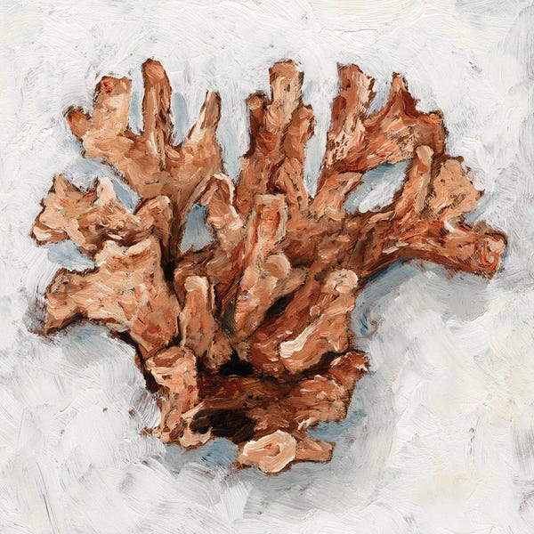 Coral: Coral Display I by Ethan Harper