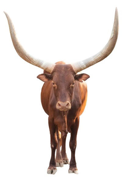 Female Ankole-Watusi by Unknown Artist canvas print