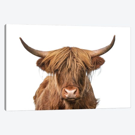 Highland Cow Headshot Canvas Print #EHS11} by Unknown Artist Canvas Artwork