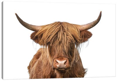 Highland Cow Headshot Canvas Art Print - Highland Cow Art
