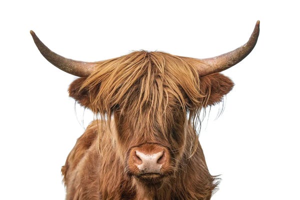 Unknown Artist: Highland Cow Headshot by Unknown Artist