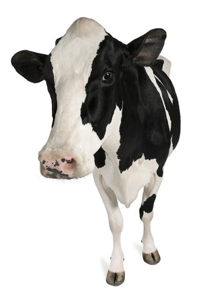 Holstein Cow White Background by Unknown Artist canvas print