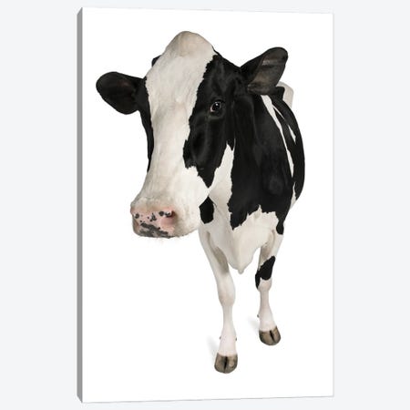 Holstein Cow White Background Canvas Print #EHS12} by Unknown Artist Canvas Art