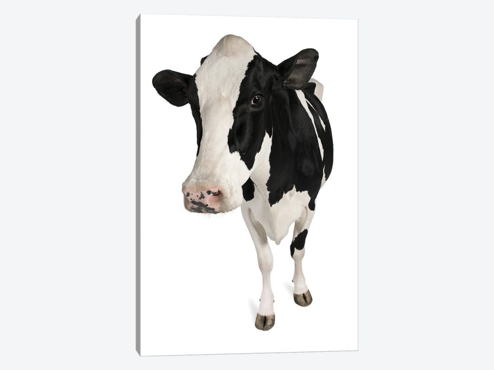 Holstein Cow White Background by Unknown Artist 1-piece Canvas Print