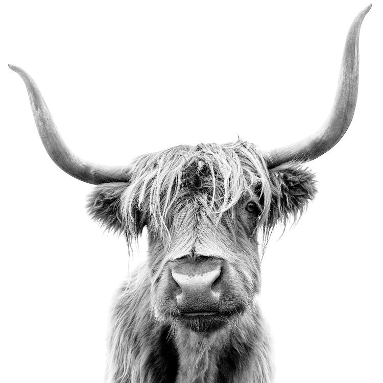 Scottish Highland Cattle In Black & White