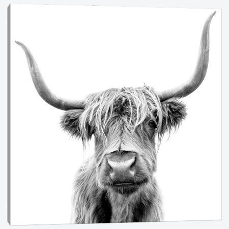 Scottish Highland Cattle In Black & White Canvas Print #EHS15} by Unknown Artist Canvas Art Print