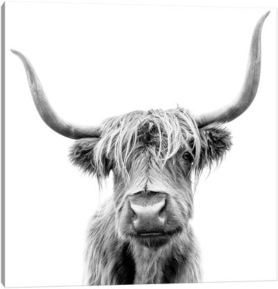 Scottish Highland Cattle In Black & White Canvas Art Print - Highland Cow Art