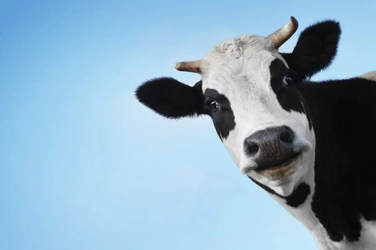 Smiling Black and White Cow On Blue 