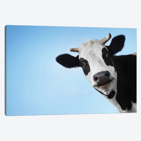 Smiling Black and White Cow On Blue  Canvas Print #EHS16} by Unknown Artist Art Print