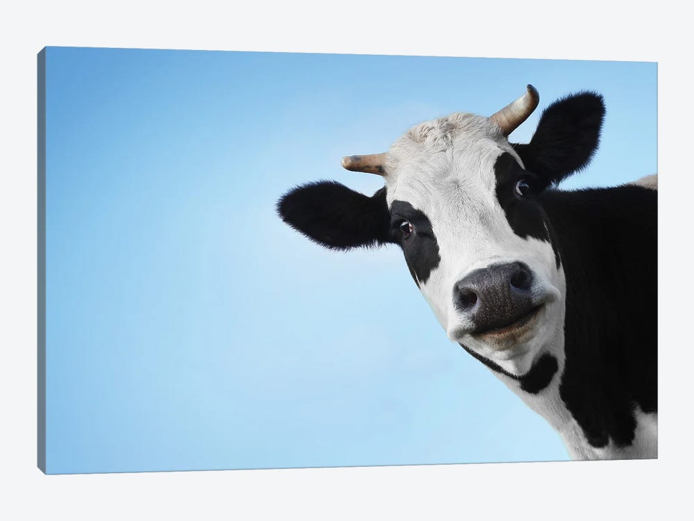 Smiling Black and White Cow On Blue  by Unknown Artist 1-piece Art Print
