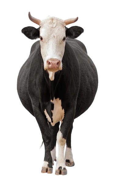 Cow Isolated On White by Unknown Artist canvas print