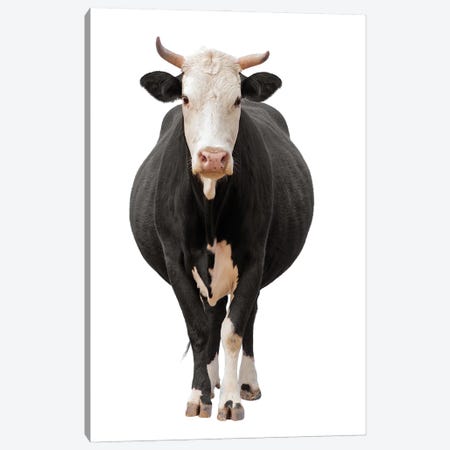Cow Isolated On White Canvas Print #EHS7} by Unknown Artist Canvas Artwork