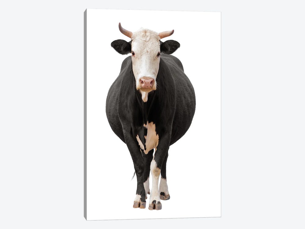 Cow Isolated On White by Unknown Artist 1-piece Canvas Art