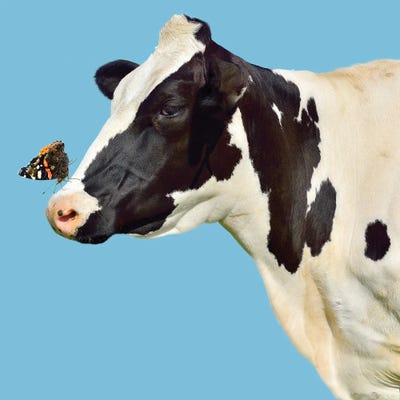 Cow With Butterfly On Her Nose by Unknown Artist canvas print